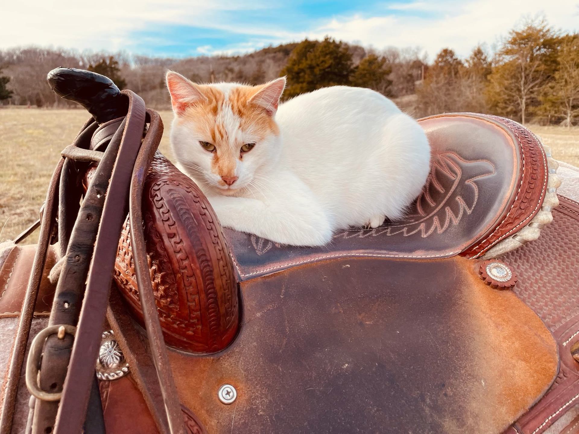 A barn cat curled asleep on a leather riding saddle at Country View Animal Care Center