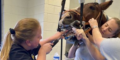 Veterinarian performing a dental exam on a dog