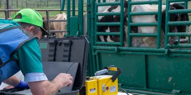 Cattle in a pen representing farm and livestock behavioral support