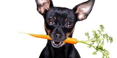 Black dog receiving a microchip identification procedure
