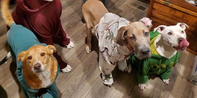 Dogs together, representing companion animal pharmacy care
