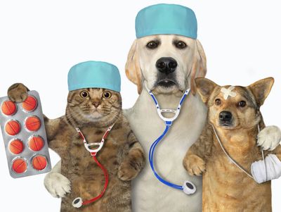Illustrated pets with medication bottles — pet safety reference