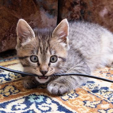 Physical hazards for pets — electrical cords and sharp objects