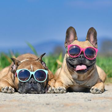 Dog in hot weather — heat safety for pets