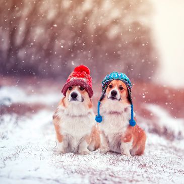 Dog in cold weather — winter safety for pets